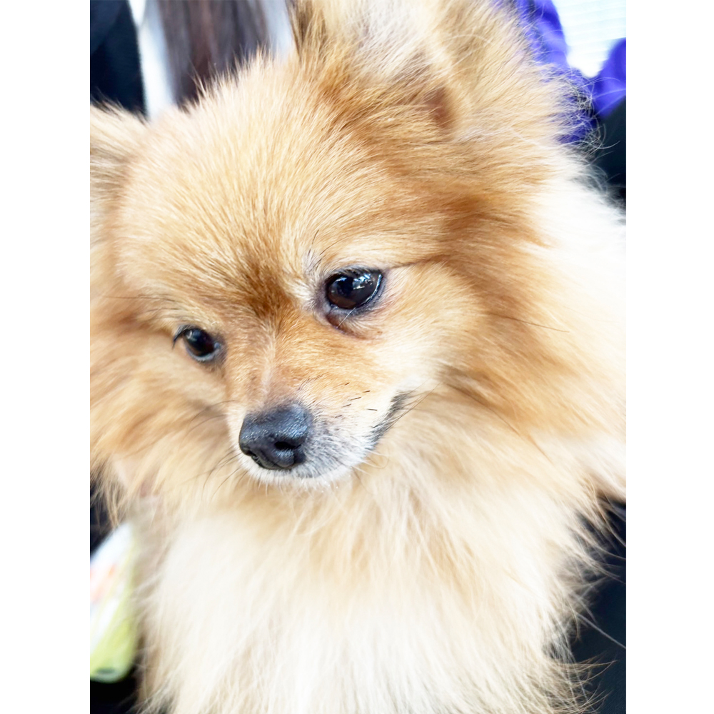 生徒が撮影したモデル犬④